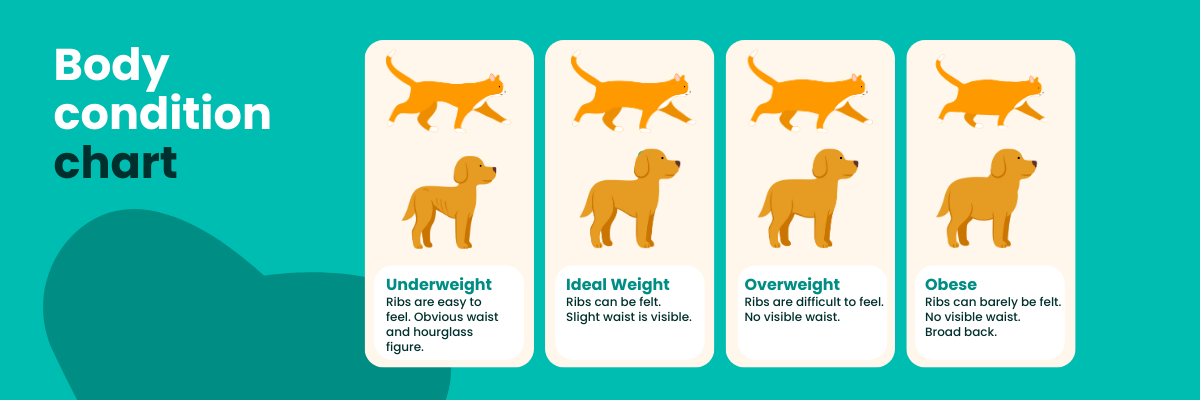 Body condition chart Pet body condition chart