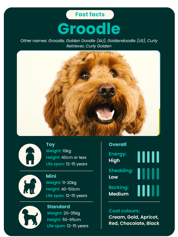 Groodle fast facts