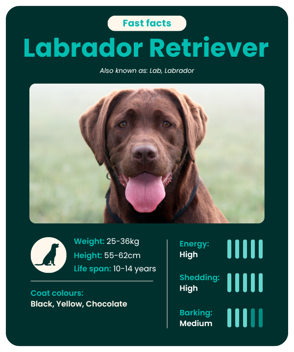 Labrador fast facts