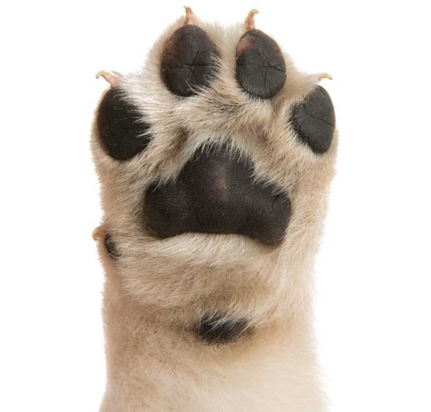 Paw-Nails