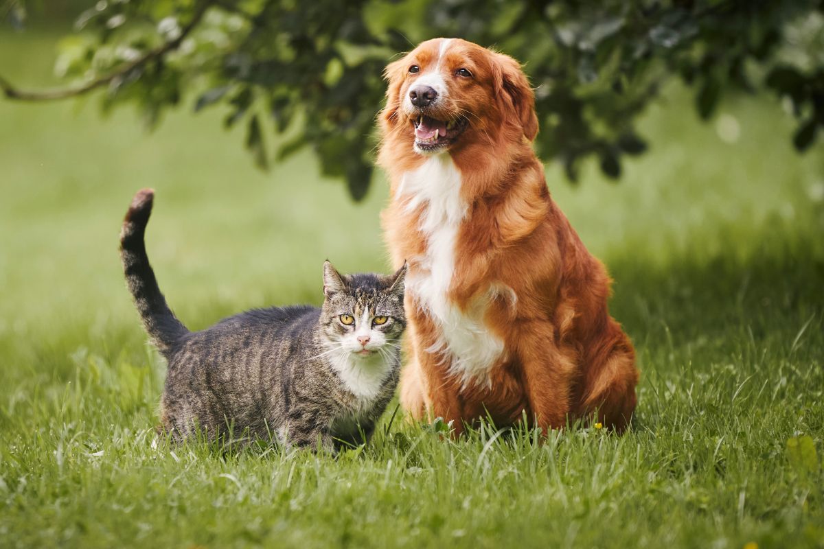 Overweight cat and dog