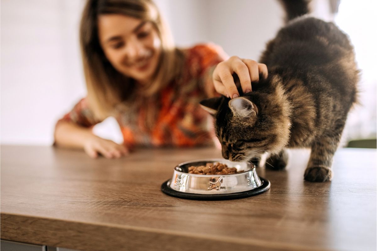 Cat eating