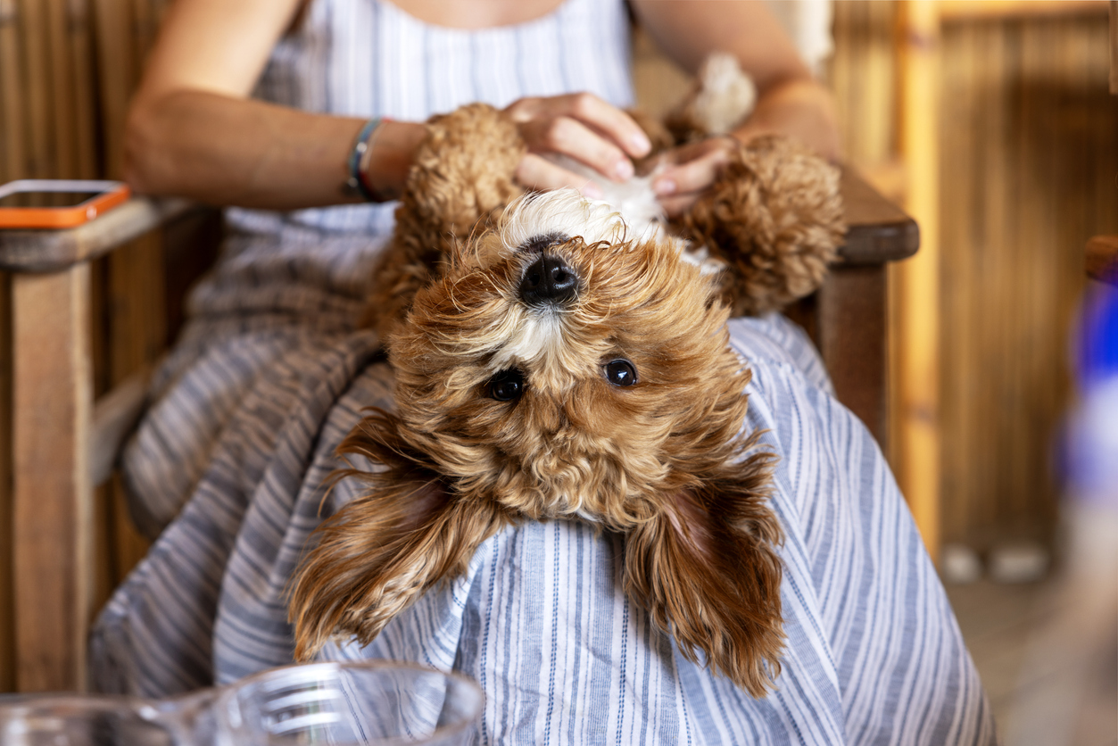 Lady patting dog