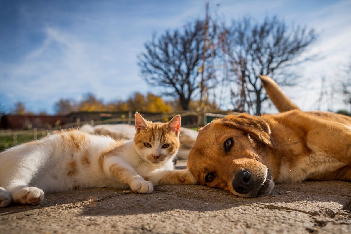 Cat and dog sunbaking
