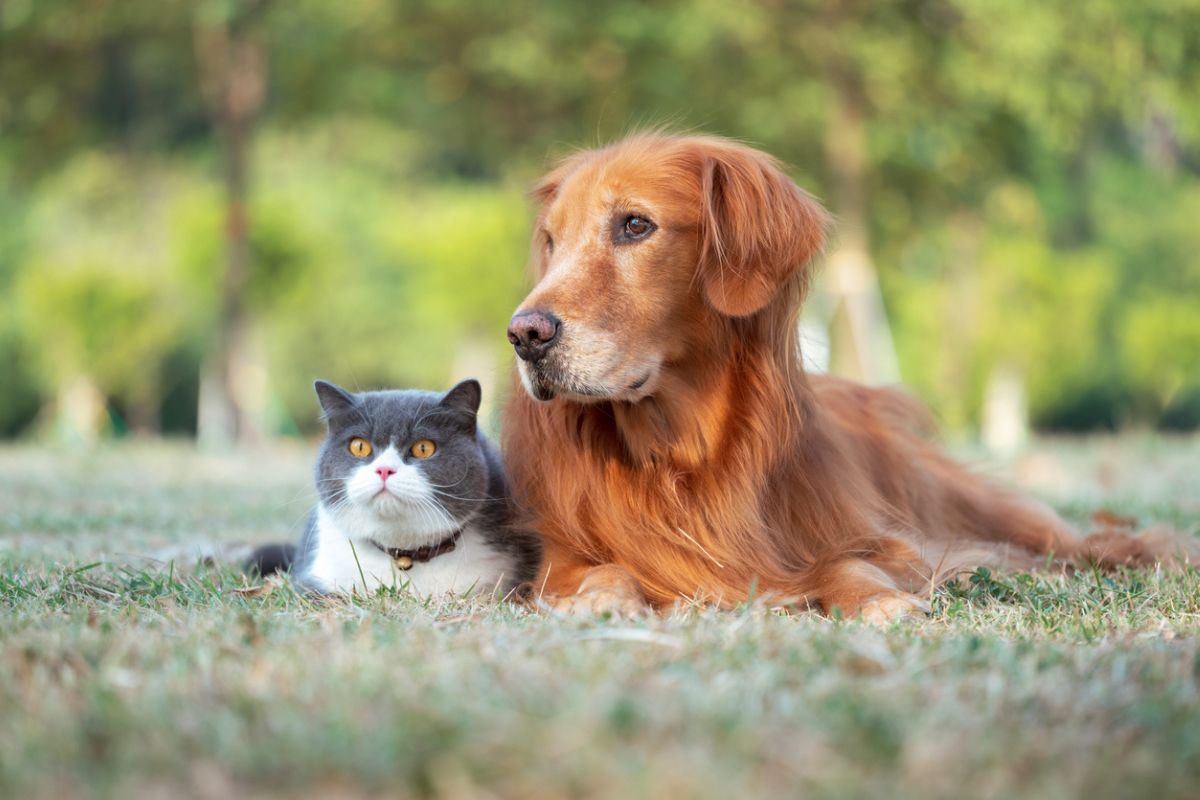 Cat and dog lying on grass