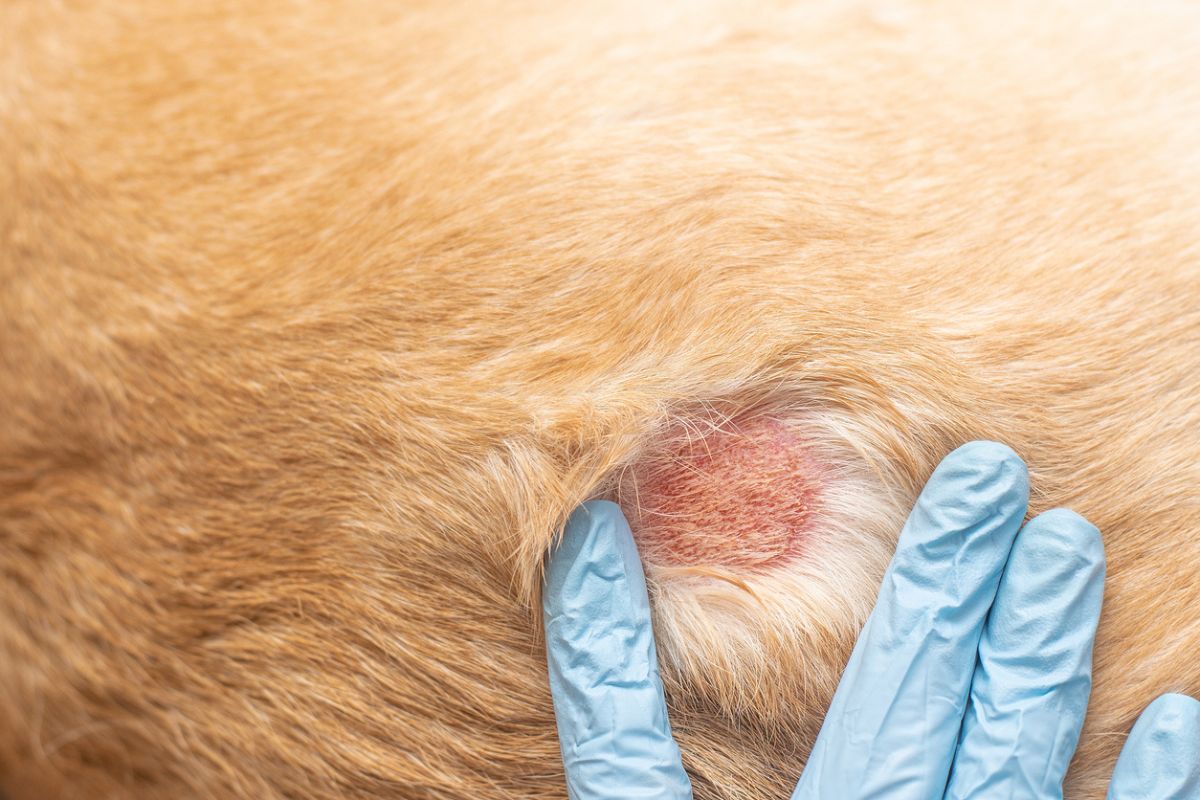 Itchy spot on a dog