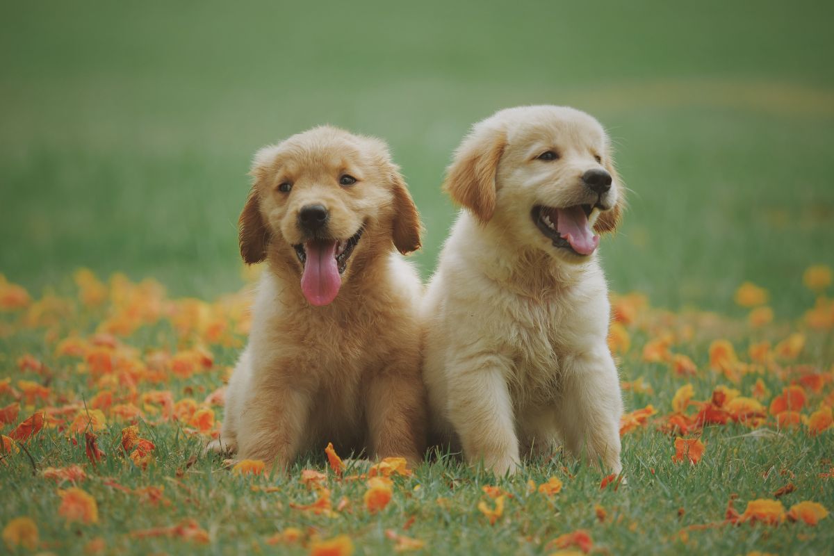 Golden Retriever puppies
