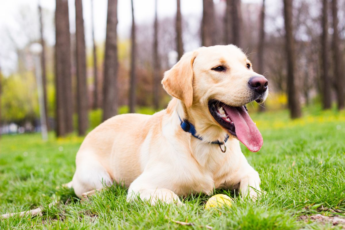 Labrador Retriever