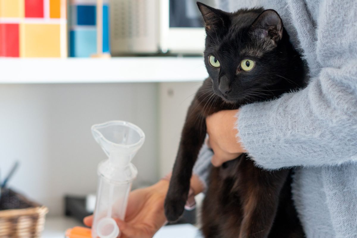 Cat asthma