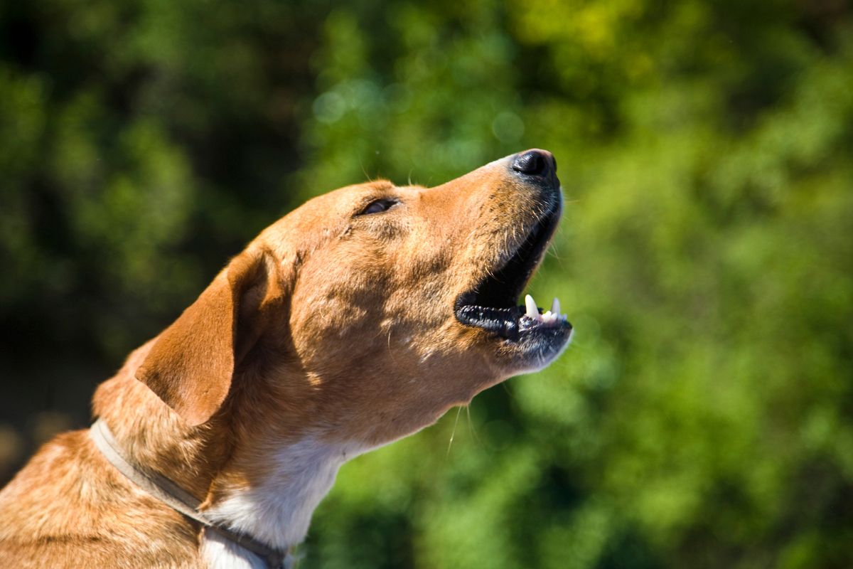Dog coughing